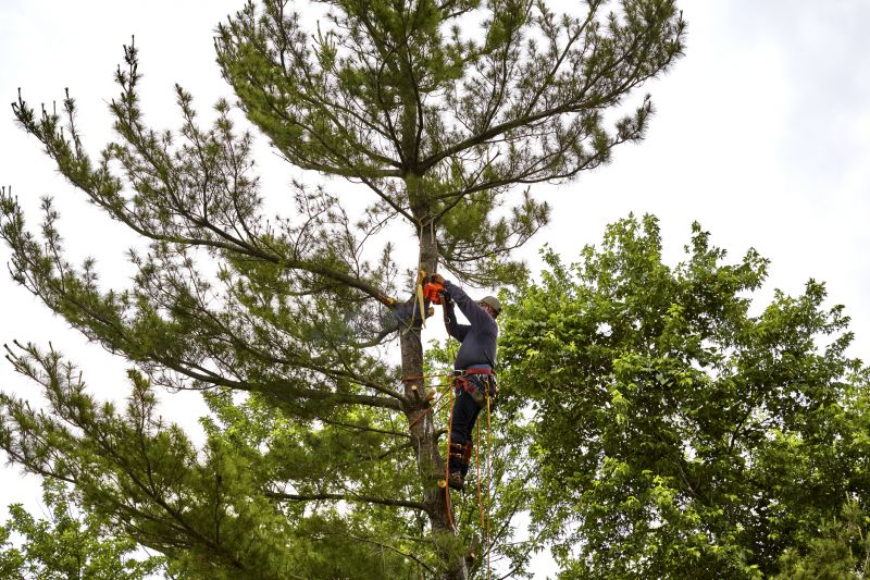 Cypress Tree Removal