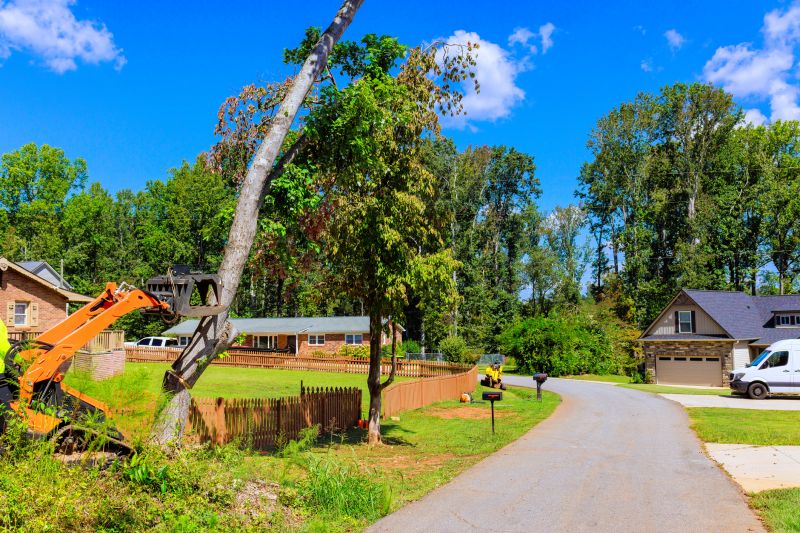 Dead Tree Removal detail