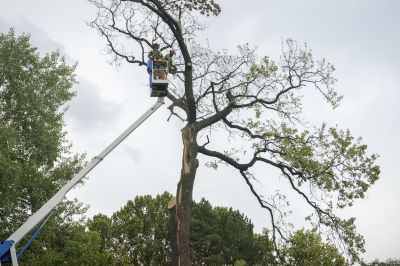 Maple Tree Removal