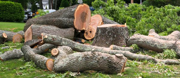 Large Tree Removal in Buckeye