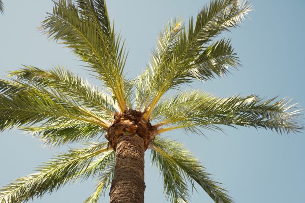 Palm Tree Removal in Buckeye
