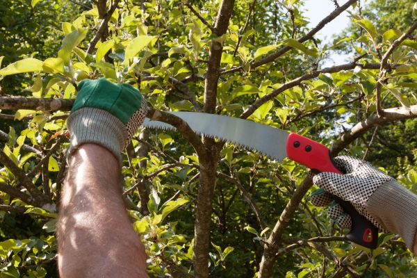 Small Tree Removal in Buckeye