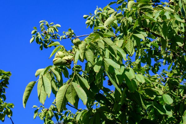 Walnut Tree Removal in Buckeye