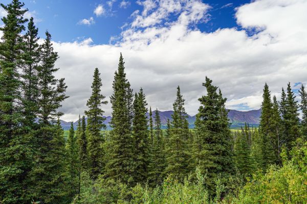 Spruce Tree Removal in Buckeye