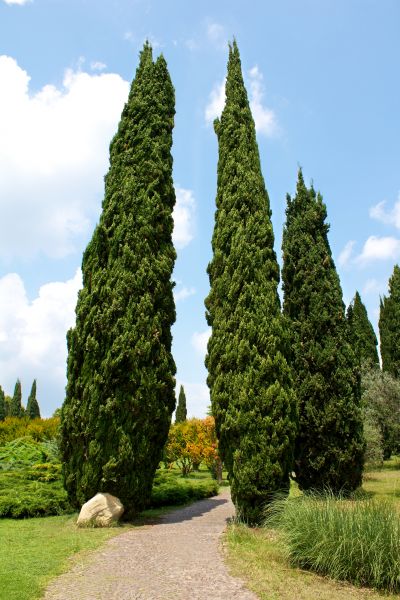 Cypress Tree Removal in Buckeye