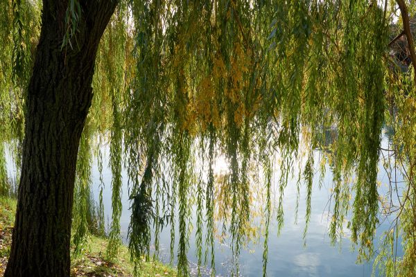 Willow Tree Removal in Buckeye