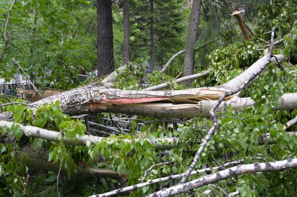 Birch Tree Removal in Buckeye