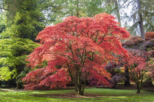 Maple Tree Removal in Buckeye