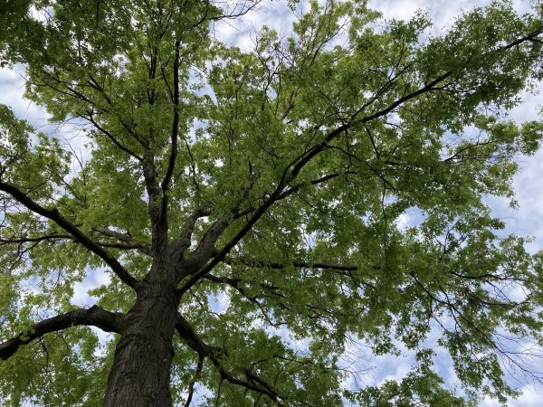Oak Tree Removal in Buckeye