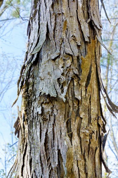 Hickory Tree Removal in Buckeye