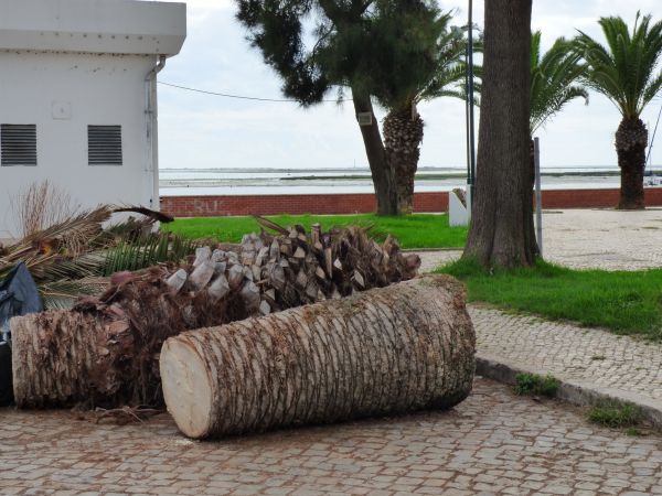 Palm Trees Removal in Buckeye