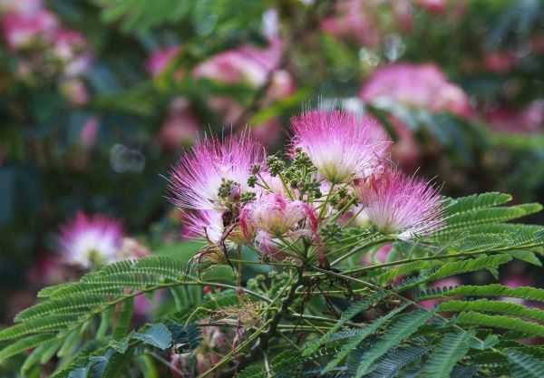 Mimosa Tree Removal in Buckeye