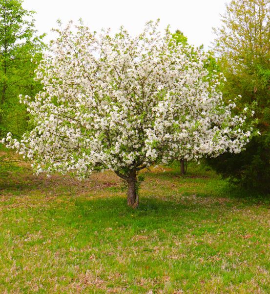 Dogwood Tree Removal in Buckeye