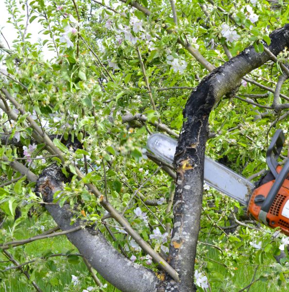 Apple Tree Removal in Buckeye