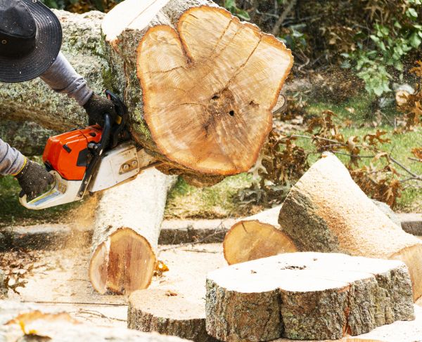 Tree Removal Service in Buckeye