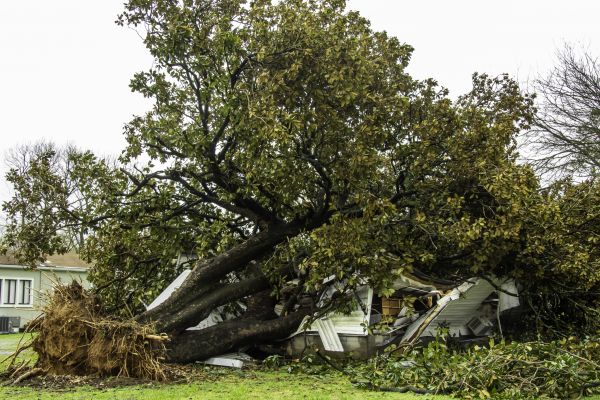 Fallen Tree Removal in Buckeye
