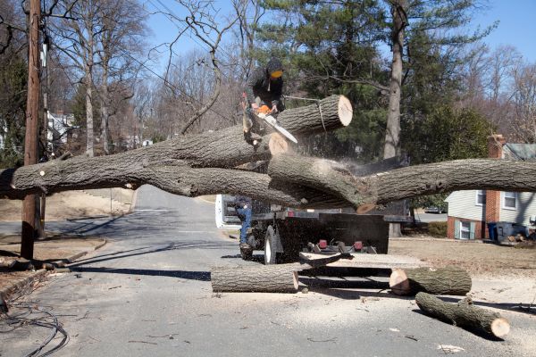 Residential Tree Removal in Buckeye