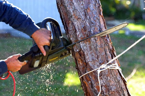 Dead Tree Removal in Buckeye